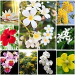 ดอกไม้ประจำชาติอาเซียน10ประเทศ.jpg