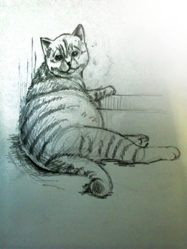 รูปการ์ตูนเสกตซ์แมว1